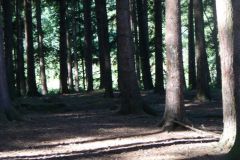 Baldovec_201