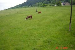 Paragliding 2009